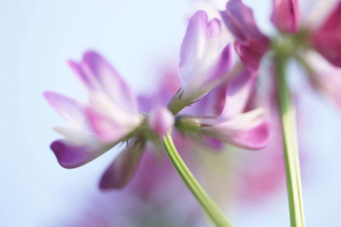 Das Kraut Astragalus kann helfen, Ihr Immunsystem zu stärken