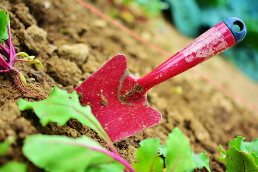 A Gardener's Tale | Nature Feeds a Gardener's Fertile Imagination